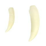 Jacaru 6580 Genuine Crocodile Tooth