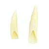 Jacaru 6580 Genuine Crocodile Tooth