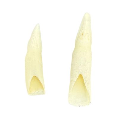 Jacaru 6580 Genuine Crocodile Tooth