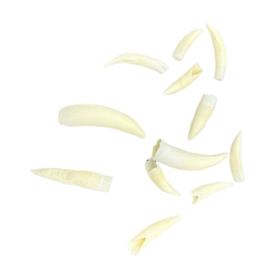 Jacaru 6580 Genuine Crocodile Tooth