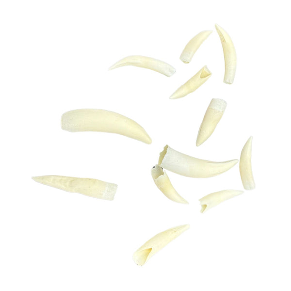 Jacaru 6580 Genuine Crocodile Tooth