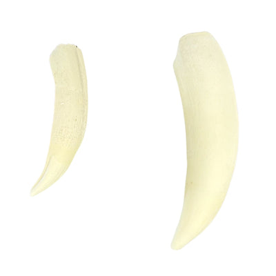 Jacaru 6580 Genuine Crocodile Tooth