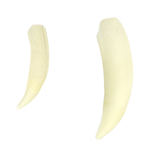 Jacaru 6580 Genuine Crocodile Tooth