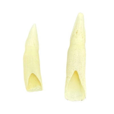 Jacaru 6580 Genuine Crocodile Tooth