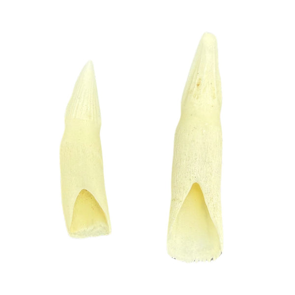 Jacaru 6580 Genuine Crocodile Tooth