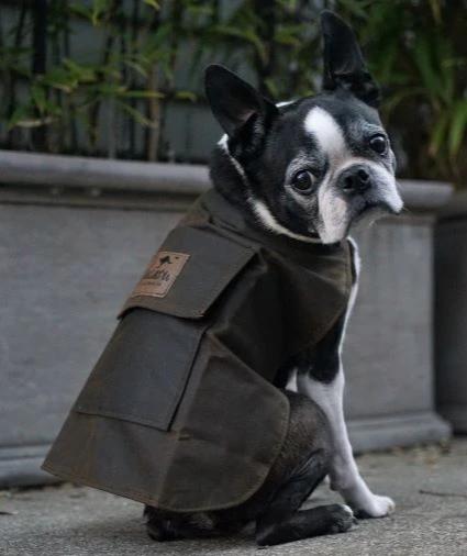 Jacaru 6510 oilskin dog coat worn by dog outdoors